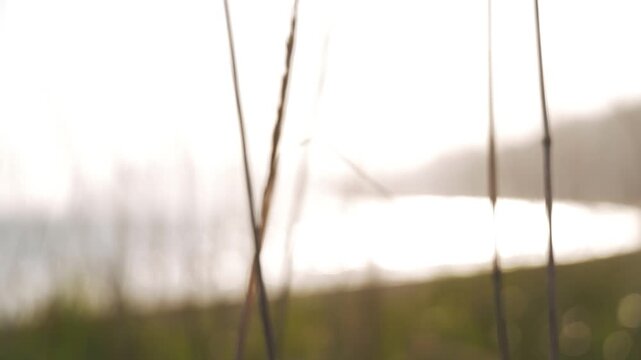 Silhouette of a grassland against the backdrop of a long inlet and the dazzling afternoon sun