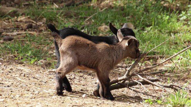 Chevreaux jouant dans la ferme