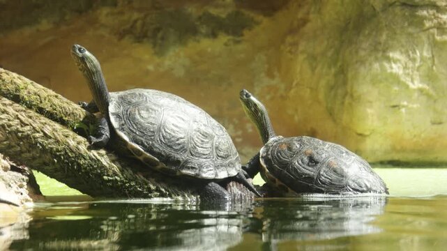 Tortues d&rsquo;eau douce au soleil