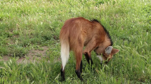 Loup &agrave; crini&egrave;re, gros plan, dans un parc	