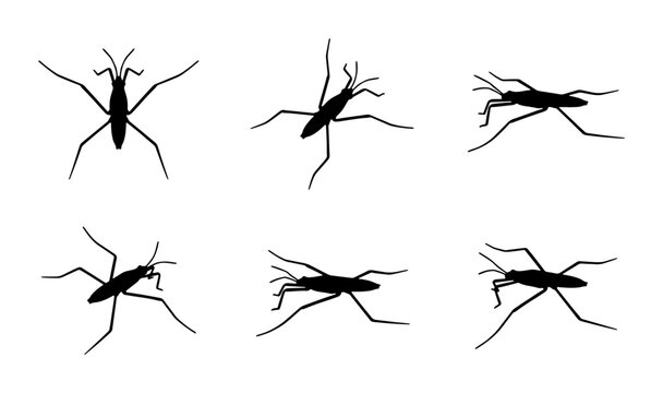 Water Strider Insect Silhouettes Collection