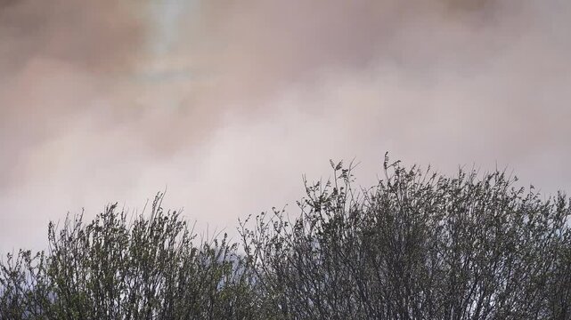 Prairie fire. Grassy-shrubby spaces devour by fire in dry season. Climate change leads to increased droughts and anthropogenic impact, mass destruction. Young grass, flowering willows burning in fire.