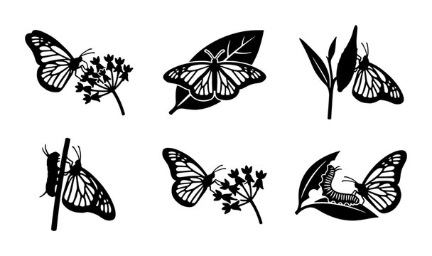 Monarch Butterfly Life Cycle Stages Silhouette