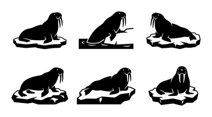 Walrus Silhouettes on Ice Floes © Tasnia