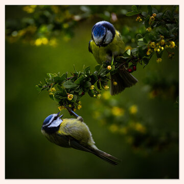 blue tit on branch