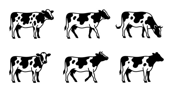 Holstein Cows Collection