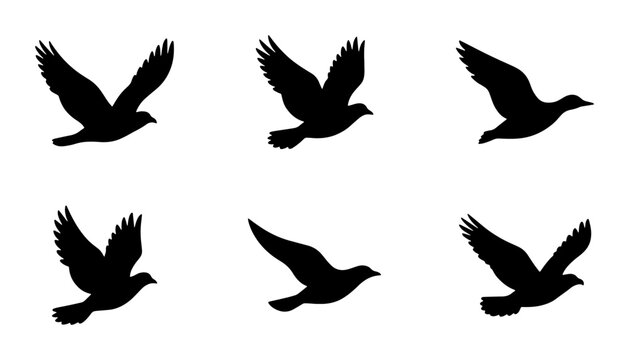 Bird Silhouette Sequence