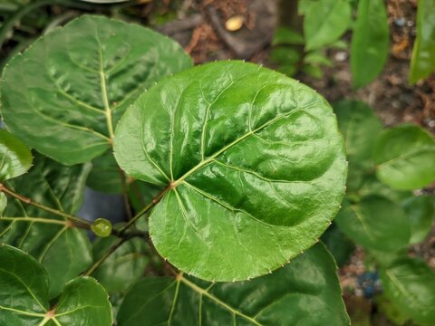 Close up of green Polyscias scutellaria leaf in the garden