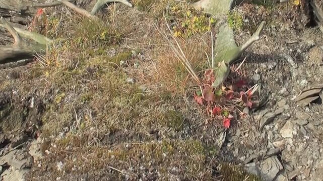 Witness the quiet majesty of Arctic Svalbard, Norway, as time-worn reindeer antlers blend with the resilient tundra. Moss, dry grasses, and vibrant red-tinged plants thrive under the clear arctic sky.