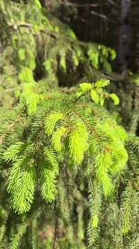 Young bright green needles on a spruce branch in the spring. Close up of pine wood foliage in the forest. Natural botanical texture, fresh plant growth and woodland environment concept video footage