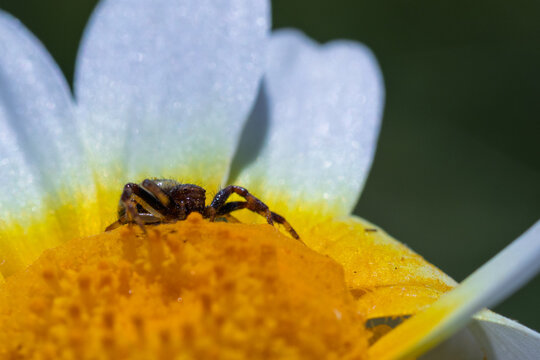 Small spider hiding on white yellow flower enjoying nature