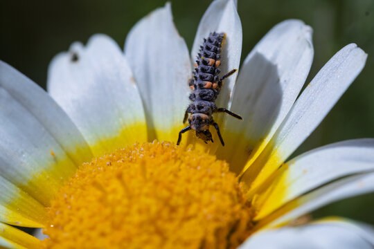 Ladybug larva crawling on chrysanthemum flower head