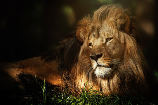Congolese lion (Panthera leo bleyenberghi) portrait 