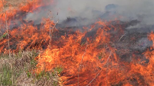 Prairie fire. Grassy-shrubby spaces devour by fire in dry season. Climate change leads to increased droughts and anthropogenic impact, mass destruction. Young grass, flowering willows burning in fire.