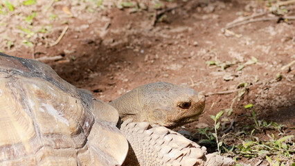 Obraz premium Close Up Profile of an African Spurred Tortoise Head and Shell