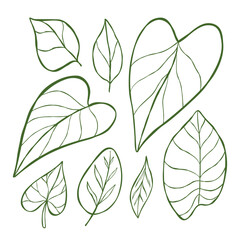 Hand-drawn clip art collection of leafes with different shape isolated on a white background. Vector line illustration of calathea, philodendron, anthurium, banana leaf. Drawing for logo, or poster. © Seja_aka_Lita
