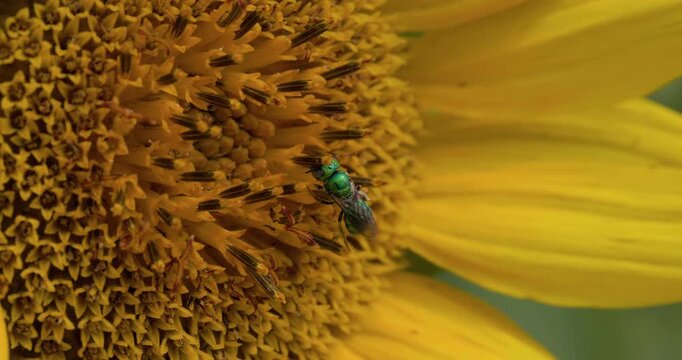 Emerald Sweat Bee on a sunflower; slow motion of a metallic green pollinator feeding