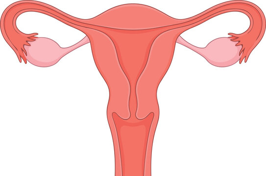 Female Reproductive System Vector Anatomy Diagram Featuring Uterus Fallopian Tubes Ovaries and Cervix Organs for Medical Education and Healthcare Infographic Designs