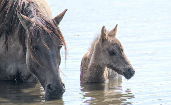 Wild horse mare and foal standing together in water gentle bond portrait 
