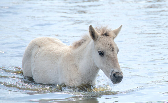 Wild horse foal standing in the deep water 