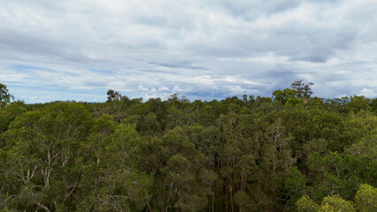 Fototapeta premium Aerial View of Flying Foxes Resting in Forest Canopy Under Cloudy Sky