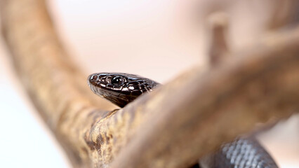 Fototapeta premium Close-Up of a Mexican Black Kingsnake Peeking Over a Branch