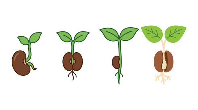 Step by step illustration of bean plant growth stages from sprouted seed to small seedling with green leaves.