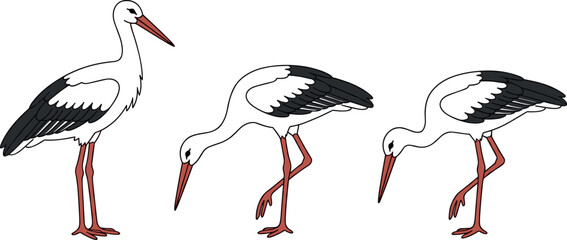 Fototapeta premium White Stork Bird Character Set with Standing and Feeding Poses for Wildlife Nature Education and Zoo Vector Illustrations