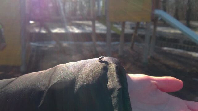 Close up static shot of a small black bug crawling on a dark winter coat sleeve. Bright sunlight flares over the blurred forest background of Normafa during a sunny winter day in Budapest Hungary.