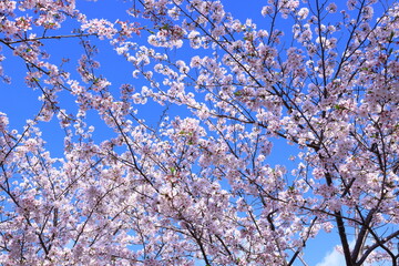 Obraz premium Dankazura Cherry Blossoms, an elevated walkway with cherry trees, leading to Tsurugaoka Hachimangu Shinto shrine in Kamakura, Kanagawa, Japan