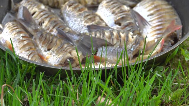 A traveler's lunch, field kitchen. The tramp caught a fish and fried it in a pan. A local recipe with incision of the skin, as a result of which the bones dissolve. Morning and dewy grass