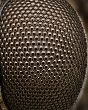 Extreme close-up of ommatidia on insect compound eye