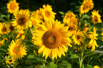 Obraz premium Sunflowers shine in the rays of the setting sun. Close-up of a sunflower in full bloom. Field of sunflowers in the warm light of the setting sun.