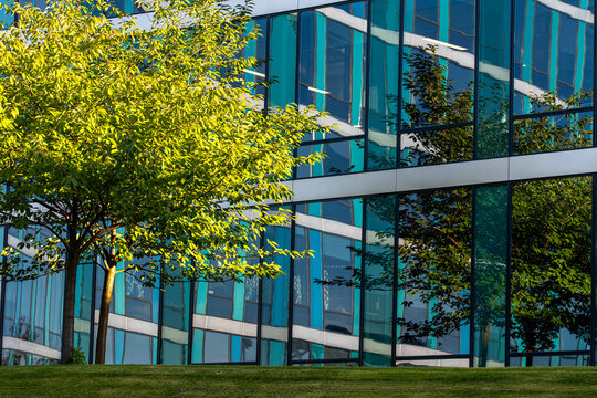 tree shade reaches across a green lawn before a glass urban building facade, where architecture and reflection meet in a clear exterior view