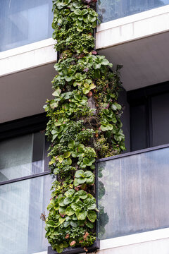 vertical garden column rises beside a balcony on a green urban building facade, where plants soften architecture and frame layered exterior shade