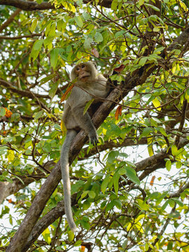 macaque du temple