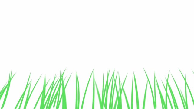 Minimalist green grass animation on white background, swaying blade of grass motion graphics, simple nature lawn illustration for video overlay