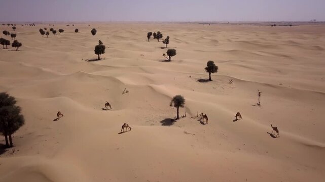 Aerial view of camels grazing among scattered ghaf trees across the rolling sand dunes of the desert landscape in Dubai, Dubai, United Arab Emirates.