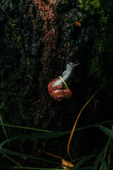 ślimak, łąka, muszla, skorupa, wolne, drzewo, rośliny, kora, winniczek © Estera