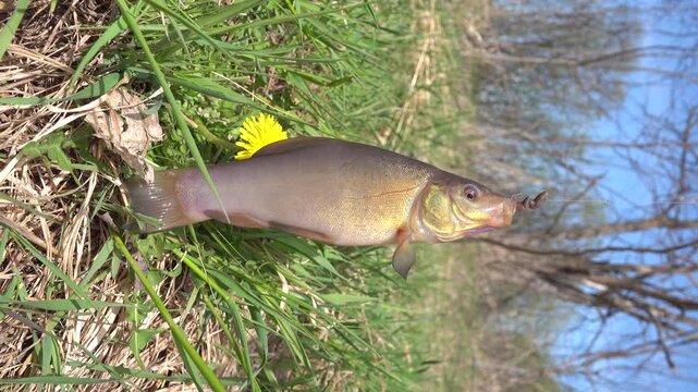 Tench (Tinca tinca) was caught in muddy swamp river, spring color. Southern shore of Lake Ladoga. Against background of green grass, leaves, spring flowers and an aspen trunk with beautiful lichens