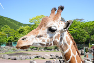 静岡県_東伊豆町_伊豆アニマルキングダム_アミメキリン © Morito Kanehara