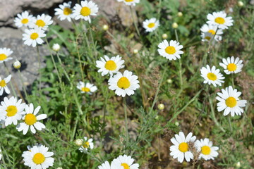 Fototapeta premium Beautiful, vibrant nature against a backdrop of bright sunlight. Tall green bushes of white daisies bloom in the yellow sand near the brown and gray stones of an outdoor flower bed.