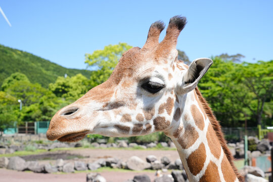 静岡県_東伊豆町_伊豆アニマルキングダム_アミメキリン