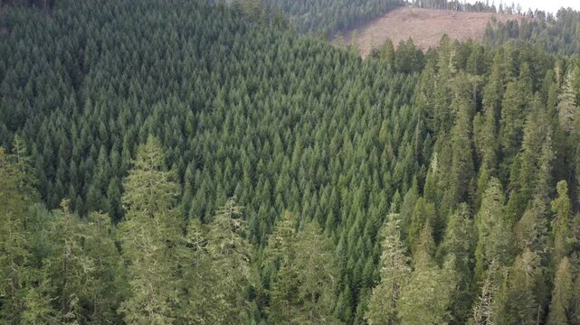 Clearcut in Oregon Forest Drone Aerial View