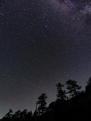 Fototapeta premium 満天の星空と針葉樹のシルエット。宇宙の神秘を感じる夜の風景