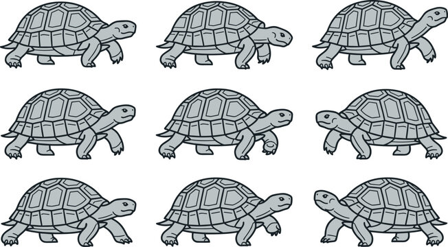 Tortoise Walking Motion Sequence Vector Set with Various Steps and Poses for Animal Animation Wildlife Education and Reptile Character Designs