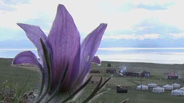 Gentle purple petals frame a serene view of a Khuvsgul Lake village in Mongolia. Traditional gers and homes dot the lush green landscape, with the sparkling lake and horizon under a soft, cloudy sky.