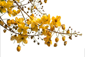 Fototapeta premium Golden Shower Tree Flowers Branch Isolated On Transprent Background