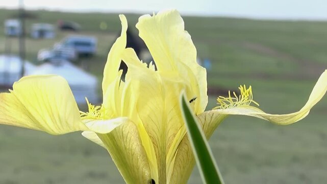 A radiant yellow flower, perhaps an iris, stands tall near Lake Khuvsgul, Mongolia.