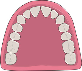 Permanent Human Teeth Dentition Vector Diagram Maxillary Arch © Bhuvana